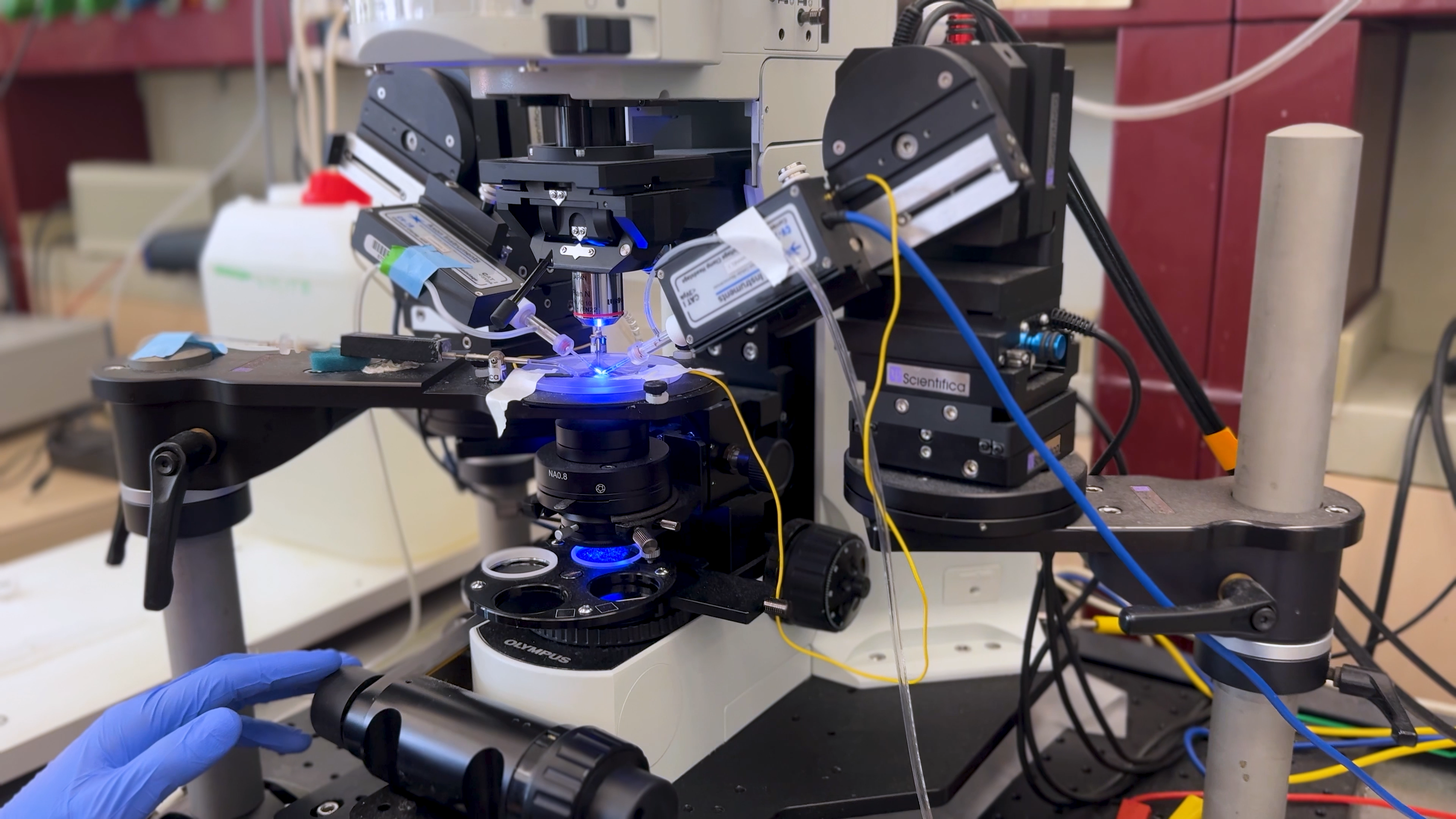 Nexus – performance still