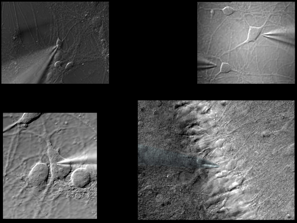 Nexus – presentation slide